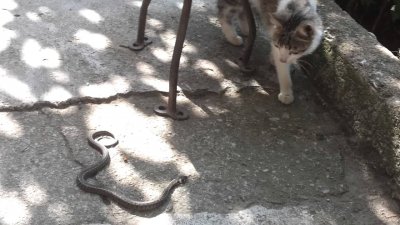 Котка защити семейния дом от отровна кобра