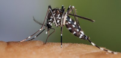 Бургас пуска делтапланер срещу комари-мутанти