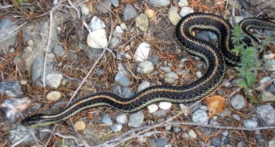 5-6 ухапани от змии в Смолянско от началото на годината