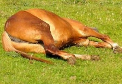 Разстреляха кон в Копривщица, три щъркела открити мъртви 