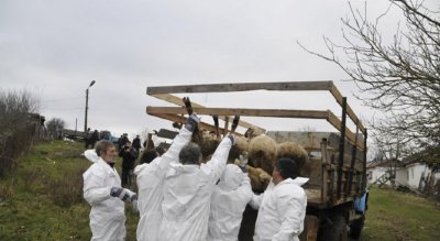 ДРАМА: Ловеч иска гробища за заразени животни