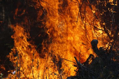 500 дка гора изгоряха в пожара край Ивайловград