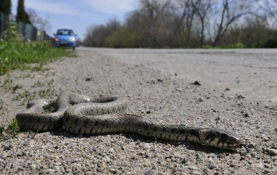 Ужас: Змия захапа мъж в Пловдив, трети ден е в Токсикологията