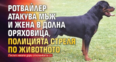 Ротвайлер атакува мъж и жена в Долна Оряховица, полицията стреля по животното