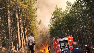 Лошо: Пожарът в Рила обхванал 15 дка борова гора