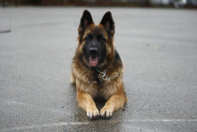 Куче засече заразен с COVID пътник на летище в Румъния