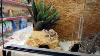 Ферма за змии и гущери правят в село до Пловдив