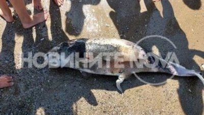 Мъртъв делфин на плажа "Шабла"