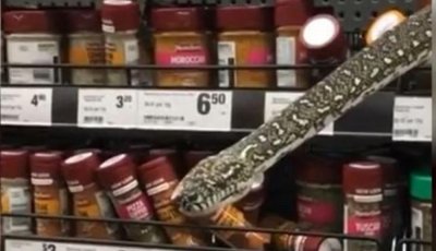 3-метров питон изпълзя в супермаркет в Сидни (видео)