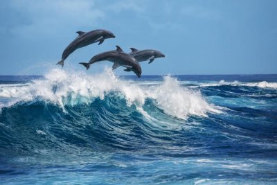74 хиляди делфини живеят в нашата акватория на Черно море
