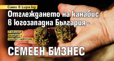 Само в Lupa.bg: Отглеждането на канабис в югозападна България - семеен бизнес