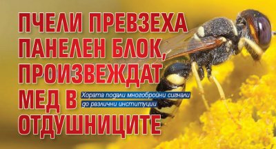 Пчели превзеха панелен блок, произвеждат мед в отдушниците