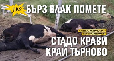 ПАК: Бърз влак помете стадо крави край Търново