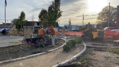 Дървото, което оцеля под рухналите кули близнаци