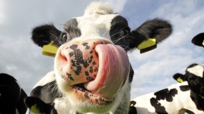 За какво най-много си говорят кравите?