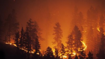 Голям пожар горя в борова гора край Варна