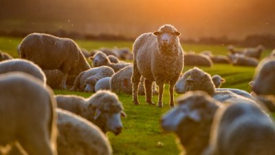 Нов европейски регламент заплашва българското животновъдство