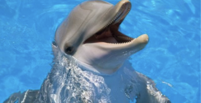 Трогателно: Делфин се самоубил заради жена