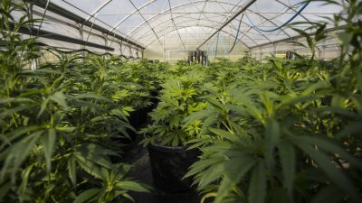 Разбиха модерна лаборатория за марихуана в София