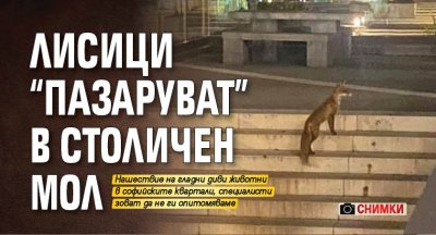 Лисици "пазаруват" в столичен мол (СНИМКИ)