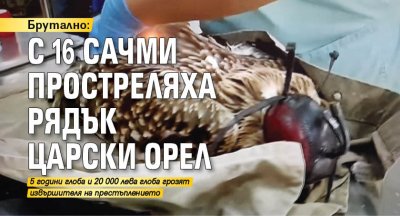 Брутално: С 16 сачми простреляха рядък царски орел 