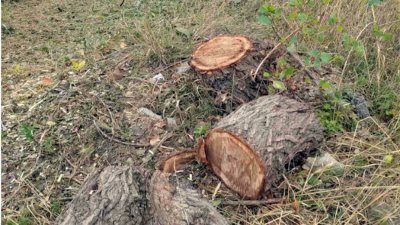 Инспектори съставиха акт за рязане на дърво в частен имот