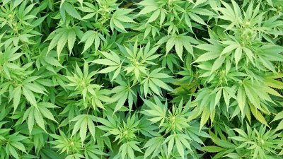 300 кг марихуана откриха край Петрич