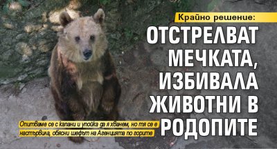 Крайно решение: Отстрелват мечката, избивала животни в Родопите