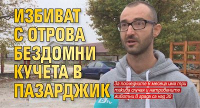 Избиват с отрова бездомни кучета  в Пазарджик