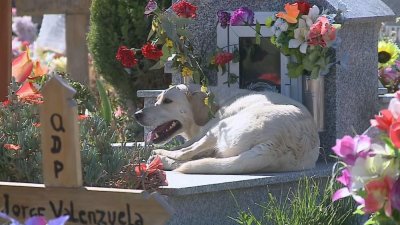 Вярно куче заживя на гроба на своя стопанин