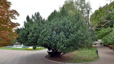 2 чинара и 1 тис към защитените дървета в София