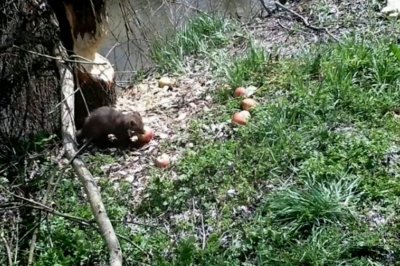 За пръв път от 170 години: Засякоха бобър в България 