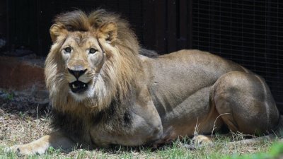 Коронавирусът погуби 13-годишен лъв