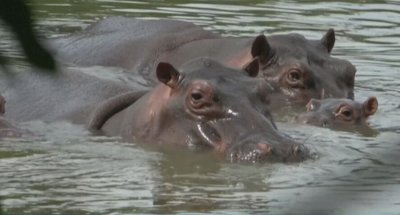 Съд в САЩ даде граждански права на хипопотамите на Пабло Ескобар