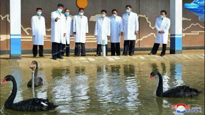 Северна Корея ще се спасява от глад с месо от лебеди