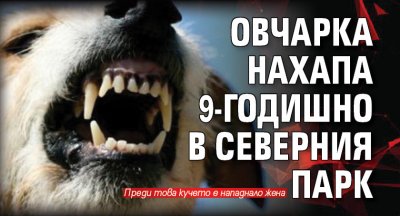 Овчарка нахапа 9-годишно в Северния парк 