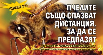 Изумително: Пчелите също спазват дистанция, за да се предпазят