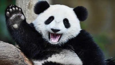 Учени разгадаха защо пандите са черно-бели