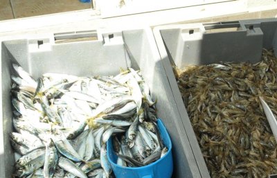 Морето ври от риба, цените се сринаха