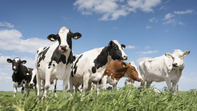 Фермите с "виртуални" животни остават без COVID помощи