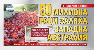 Уникални кадри: 50 милиона раци заляха Западна Австралия