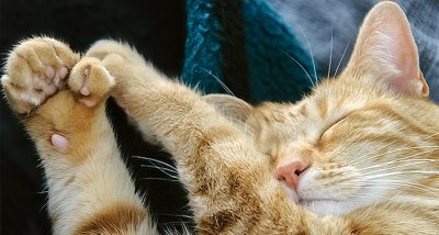 Забраниха да режат ноктите на котките в щата Ню Йорк