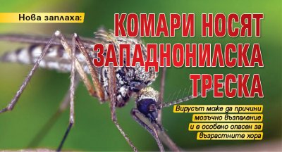Нова заплаха: Комари носят западнонилска треска
