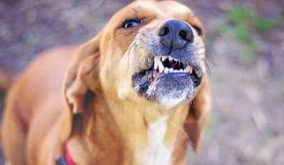 Кинолози искат регистър за агресивните кучета, планират протести