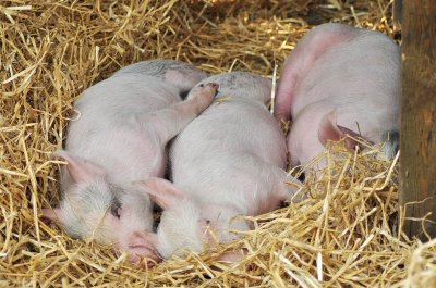Свиневъди ликвидираха превантивно животните си