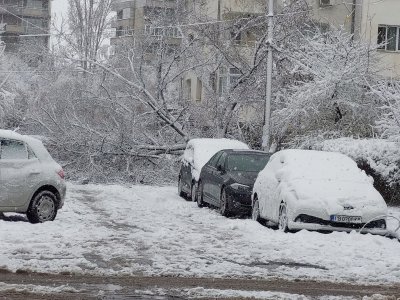 Не е Фандъкова! Столичен кмет лично вдигна паднало дърво