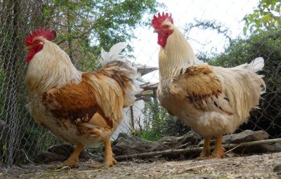 Откриха второ огнище на птичи грип в Пловдивско