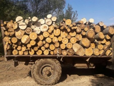 Горски и полиция гониха уазка с контрабандни дърва