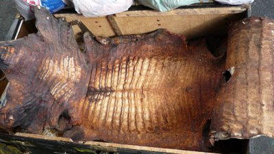 Митничари спипаха крокодилски и змийски кожи от Аржентина
