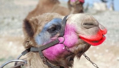 Саудитска Арабия дава $66 млн. за най-красива…камила